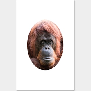 Cut out of an adult orangutan Posters and Art